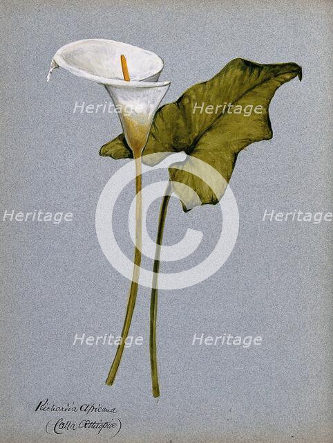 Arum lily (Zantedeschia aethiopica): inflorescence and leaf. Creator: Unknown.