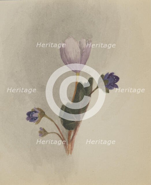 (Untitled--Flower Study), ca. 1876. Creator: Mary Vaux Walcott.