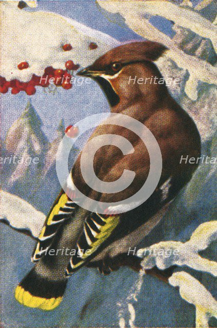 Bohemian waxwing, c1928. Creator: Unknown.
