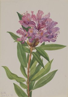 California Rose-Bay (Rhododendron californicum), 1933. Creator: Mary Vaux Walcott.