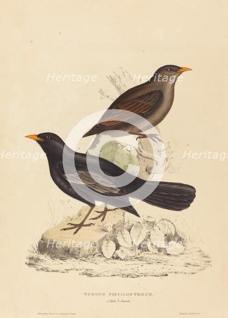 Turdus Poecilopterus (Aztec Thrush). Creator: Elizabeth Gould.