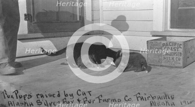 Fox pups raised by cat at Alaska Silver Fox and Fur Farms Co., between c1900 and c1930. Creator: Unknown.