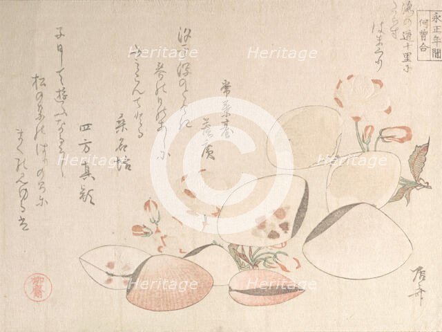 Cherry Blossoms and Shells, 19th century., 19th century. Creator: Shinsai.