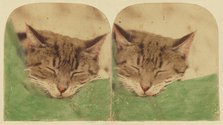 Sleeping cat, 1870s. Creator: William H. Mason.