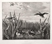 Teals, 1853 (printed 1864). Creator: Félix Bracquemond (French, 1833-1914); Cadart & Luquet, 79, rue Richelieu.