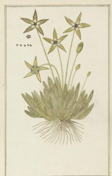 Tridentea pedunculata (Masson) L.C. Leach (Stapelia), 1777-1786. Creator: Robert Jacob Gordon.