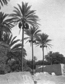 ''Le bas Sahara-Les Oasis, palmiers dattiers; Afrique du nord', 1914. Creator: Unknown.