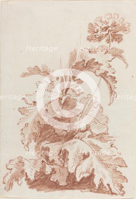 Poppy in Bloom, mid 1760s. Creator: Jean Baptiste Marie Huet.