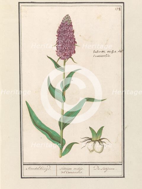 Marsh orchid (Dactylorhiza majalis), 1596-1610. Creators: Anselmus de Boodt, Elias Verhulst.