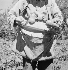 Picker demonstrates how pears are ringed, Yakima Valley, Washington, 1939. Creator: Dorothea Lange.
