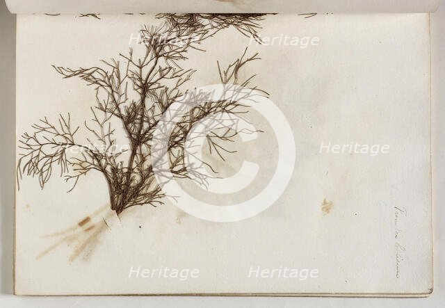 Plant from the Coliseum, c1832. Creator: Thomas Cole.