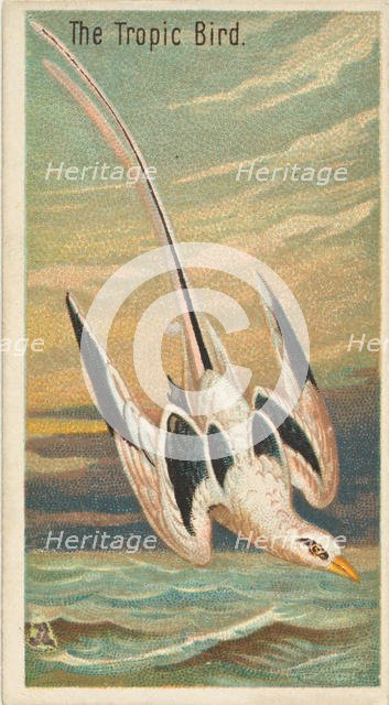 The Tropic Bird, from the Birds of the Tropics series (N5) for Allen & Ginter Cigarettes B..., 1889. Creator: Allen & Ginter.