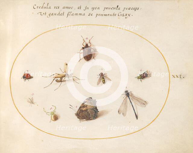 Plate 21: A Butterfly with a Dragonfly, a Ladybug, and Five other Insects, c. 1575/1580. Creator: Joris Hoefnagel.