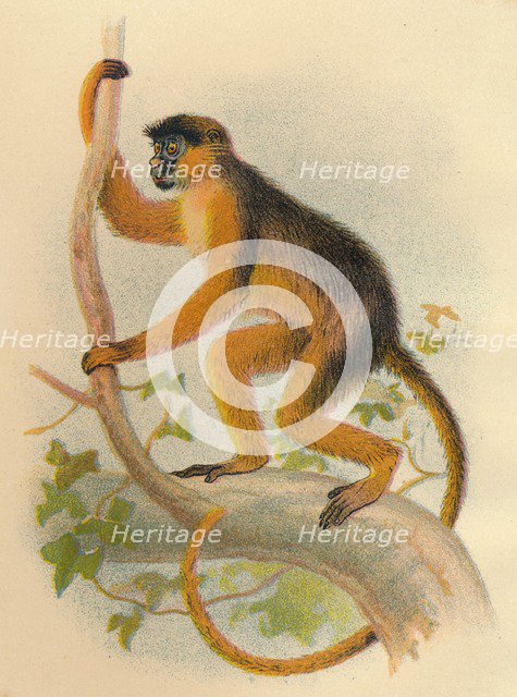 'Bay Guereza', 1897. Artist: Henry Ogg Forbes.