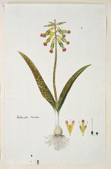 Lachenalia aloides (L.f.) Engl. var. aloides (Opal flowers), 1777-1786. Creator: Robert Jacob Gordon.