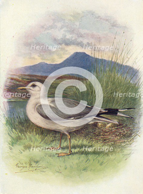 'Common Gull - Lar'us can'us', c1910, (1910). Artist: George James Rankin.