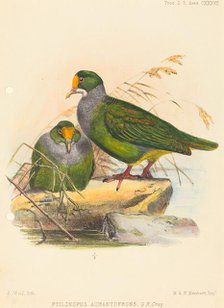 Two Birds (Ptilonopus Auranthfrons). Creator: Joseph Wolf.
