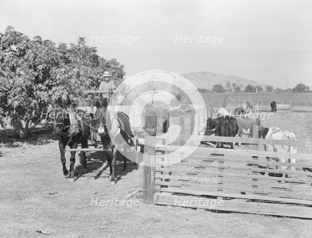 Rural rehabilitation client, Tulare County, California, 1938. Creator: Dorothea Lange.