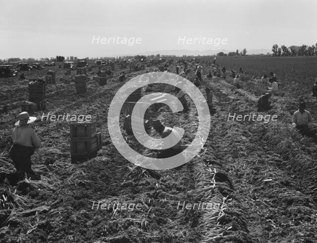 Large scale agriculture, near Meloland, Imperial Valley, 1939. Creator: Dorothea Lange.
