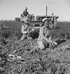 8 a.m., migratory field workers pulling carrots in a field, near Meloland, Imperial County, CA, 1939 Creator: Dorothea Lange.
