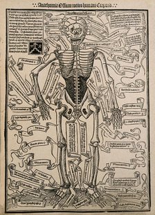 A skeleton, seen from the front, with labels giving the latin names of the bones, 1501 (20th cent). Creator: Unknown.