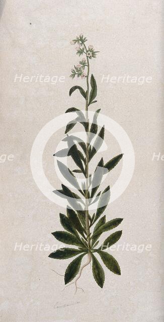 A bellflower (Campanula species): entire flowering plant. Creator: Unknown.