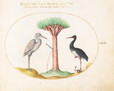 Animalia Volatilia et Amphibia (Aier): Plate XVII, c. 1575/1580. Creator: Joris Hoefnagel.