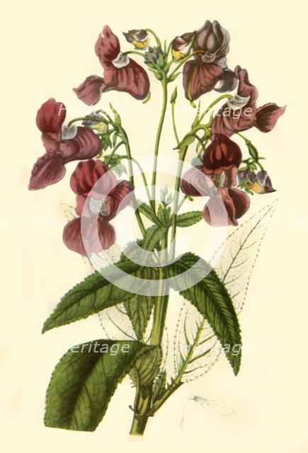 'Himalayan Balsam: Impatiens Glandulifera', 1840, (1944).  Creator: Unknown.