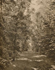 'A Woodland Glade Within A Few Hundred Yards of the Earl's Court Road', c1935. Creator: King.