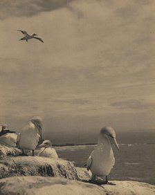 Gannets, c1939. Creator: Thelma Kent.