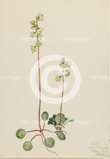 Green Pyrola (Pyrola chlorantha), 1920. Creator: Mary Vaux Walcott.