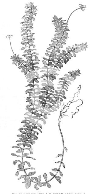 The New Water-Weed (Ancharis Alsinastrum), 1854.  Creator: Unknown.