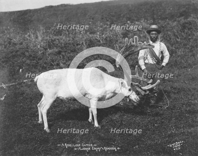 Eskimo and captured reindeer, c1912. Creator: Lomen Brothers.