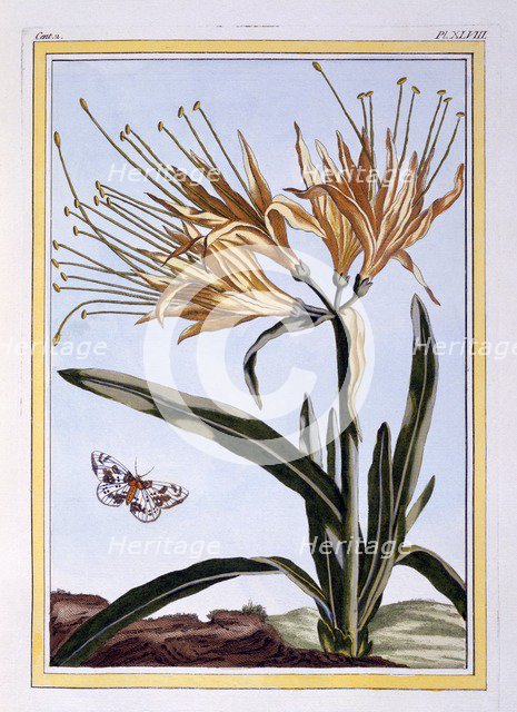 A Lily,  pub. 1776. Creator: Pierre Joseph Buchoz (1731-1807).