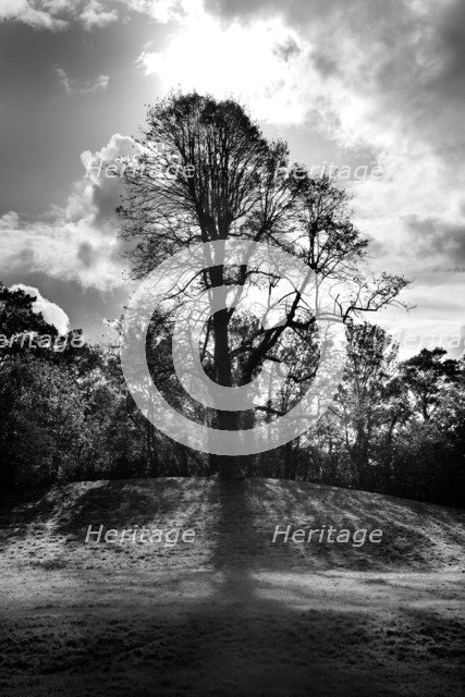 Tree on a mound to the south-east of the ruins of St Augustine's Abbey, Canterbury, Kent, c1989. Artist: Steve Cole.
