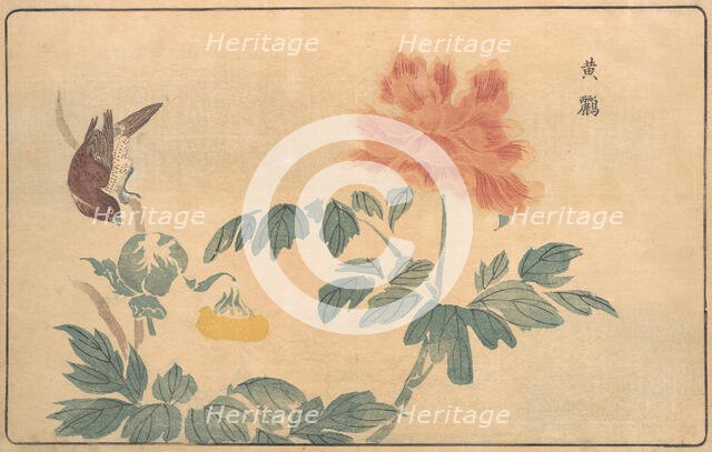 Chinese Oriole and Peonies, 1789. Creator: Kitao Masayoshi.