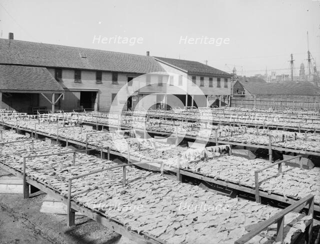 Fish flakes, Gloucester, Mass., c1905. Creator: Unknown.