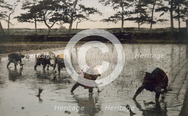 Five peasants re-planting rice in a paddy field, 1890's. Creator: Japanese Photographer (19th Century).