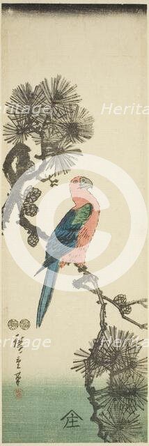 Macaw on pine branch, c. 1847/52. Creator: Ando Hiroshige.