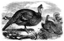 Honduras Turkeys, in the Gardens of the Zoological Society, Regent's Park, 1858. Creator: Unknown.