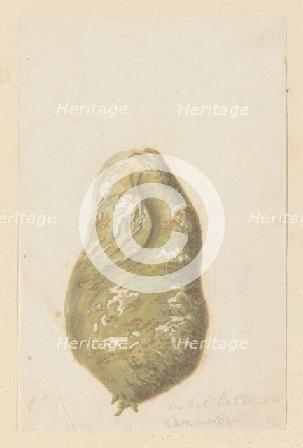 Hydnora africana Thunb., bulb (Jackal-food plant), 1777-1786. Creator: Robert Jacob Gordon.