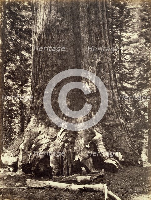 Base of the Grizzly Giant, Giant Sequoia tree, Yosemite, California, 1868. Artist: Carleton Emmons Watkins