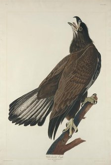White-Headed Eagle, 1832. Creator: Robert Havell.