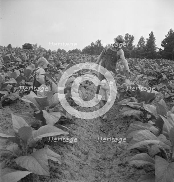 Children helping father, tobacco sharecropper..., Person County, North Carolina, 1939. Creator: Dorothea Lange.