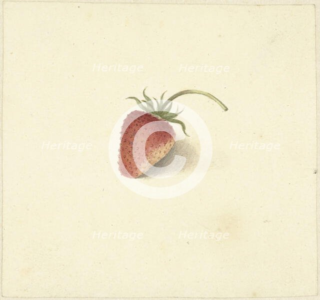 Strawberry, 1818-1853. Creator: Elisabeth Geertruida van de Kasteele.