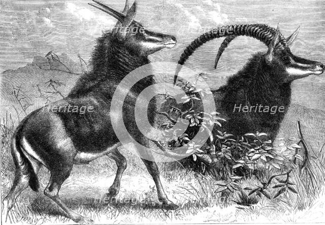 Sable antelope from Southern Africa, recently added to the Zoological Society's..., 1861. Creator: Pearson.
