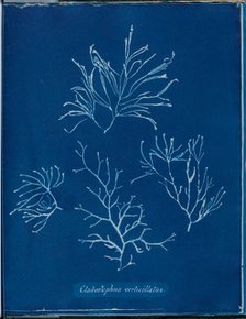 Cladostephus verticellatus, 1843 or 1844. Creator: Anna Atkins.