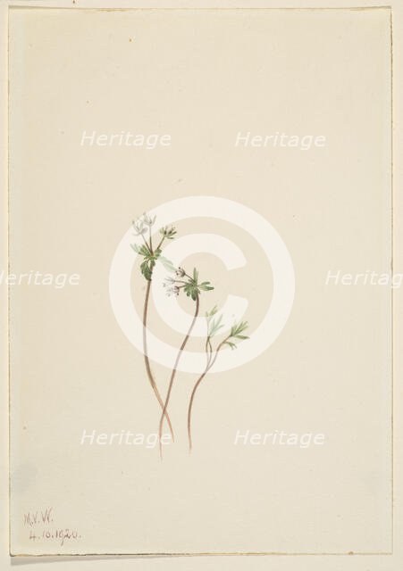 Harbinger of Spring (Erigenia bulbosa), 1920. Creator: Mary Vaux Walcott.