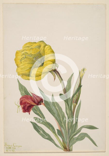 Evening Primrose (Oenothera howardi), 1928-1931. Creator: Mary Vaux Walcott.