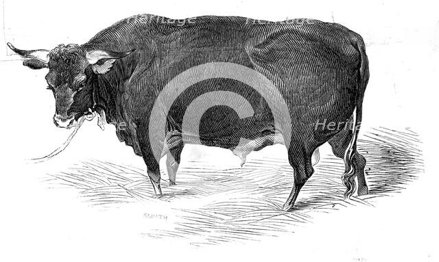 Mr. G. Turner's Devon bull, 1844. Creator: Unknown.